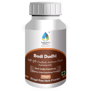 Badi Dudhi